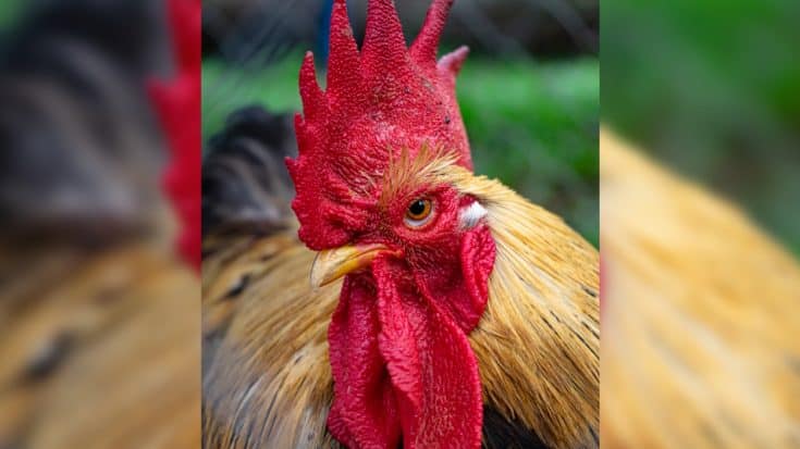 Police Warn Public About “Aggressive Chicken” Terrorizing Bank Customers | Country Music Videos