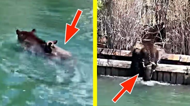 Video: Mama Bear Swims Across Lake To Rescue Cubs | Country Music Videos