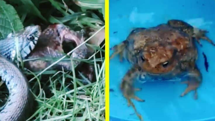 Toad Gets Eaten By A Snake – And Survives | Country Music Videos
