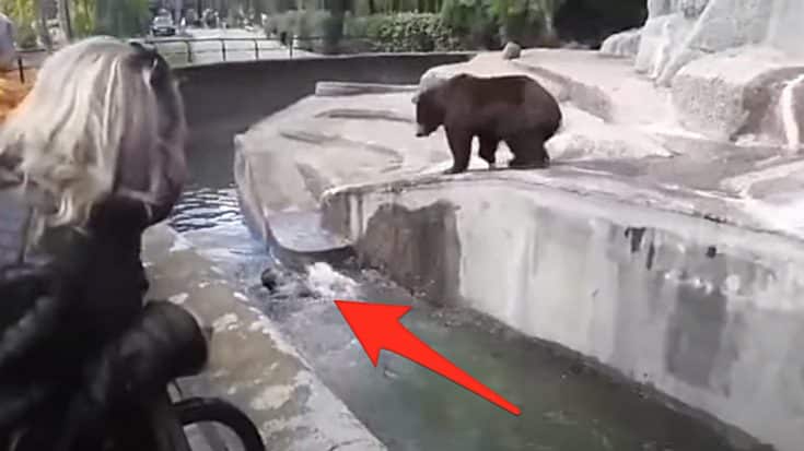 Drunk Man Charged $7000 After Jumping Into Bear’s Zoo Enclosure | Country Music Videos