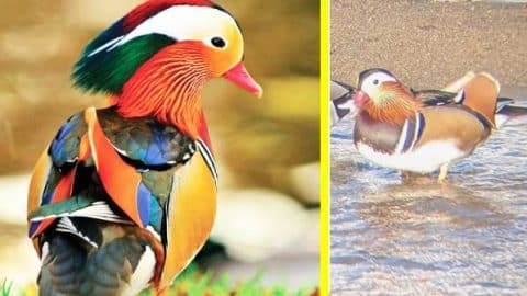 “Most Beautiful Duck In The World” Emerges At Canada Lake | Country Music Videos