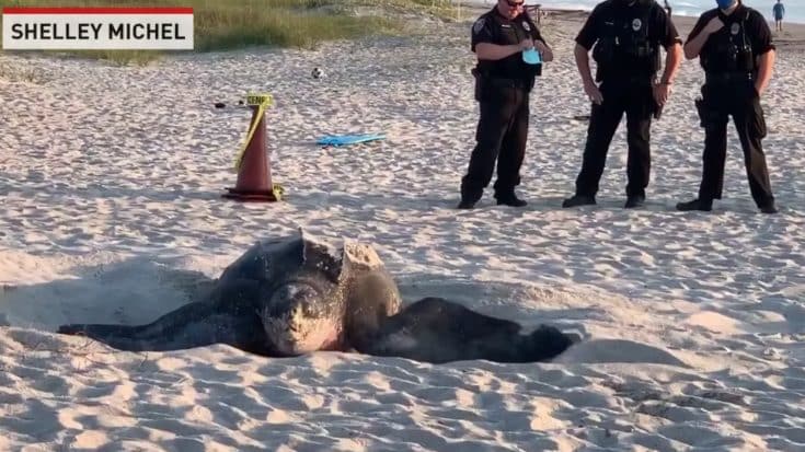 800-Pound Sea Turtle Spotted Laying Eggs On Florida Beach | Country Music Videos
