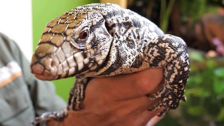 4-Foot Lizards Are Invading Georgia | Country Music Videos