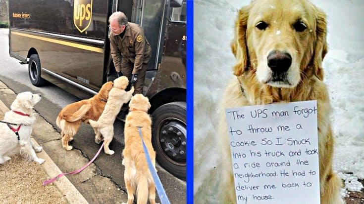 UPS Man Forgets To Give Dog Treat – Dog Jumps In Back Of His Truck | Country Music Videos