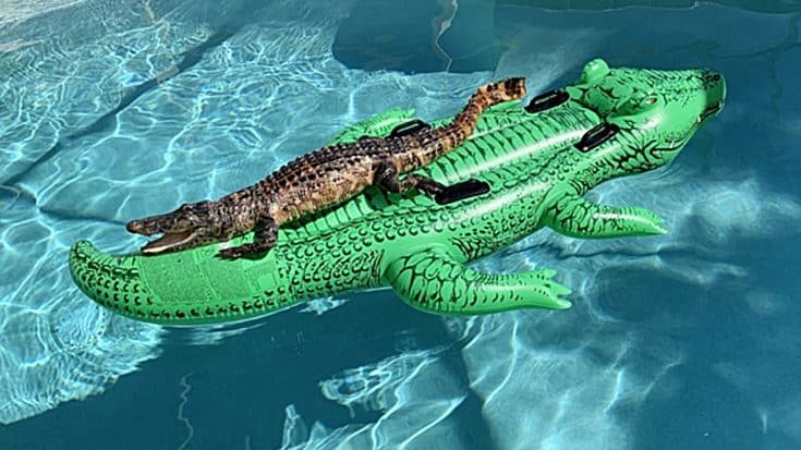 Alligator Spotted Lounging On Gator-Shaped Pool Floaty | Country Music Videos