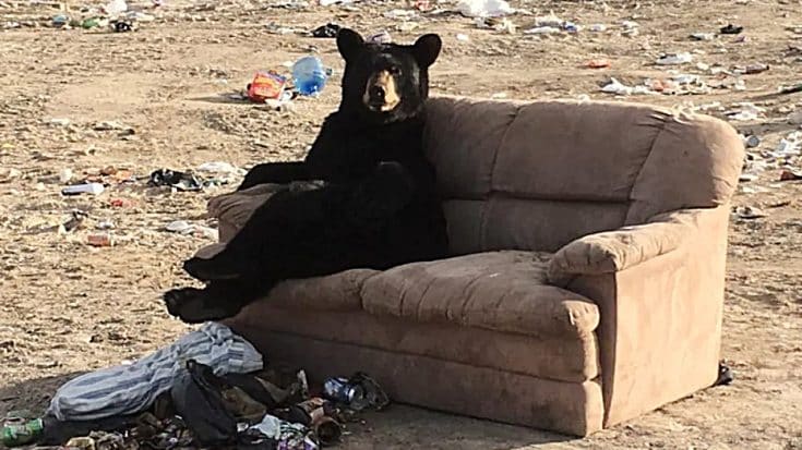 Bear Spotted With Legs Crossed & Arm Over Couch Relaxing At Garbage Dump | Country Music Videos