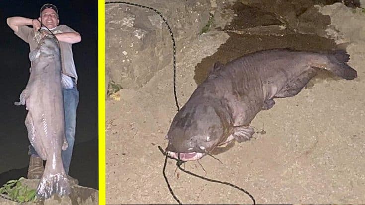 103-Pound Blue Catfish Caught In Tennessee Nearly Breaks State Record | Country Music Videos