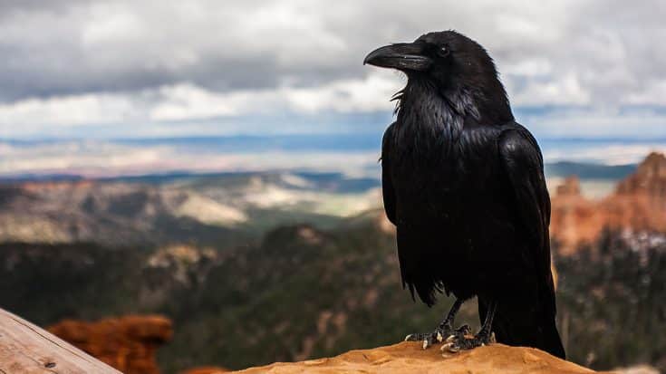 Crows May Soon Be Used To Collect Cigarette Butts From City Streets | Country Music Videos