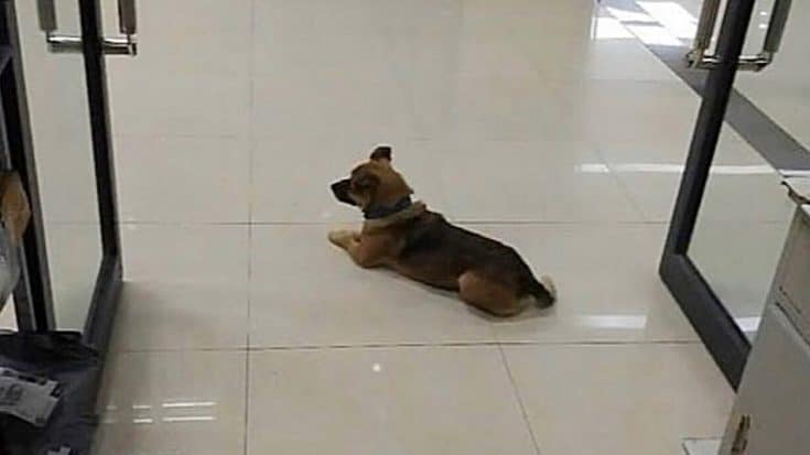 Dog Waits 3 Months At Hospital For Owner Who Passed Away From COVID-19 | Country Music Videos