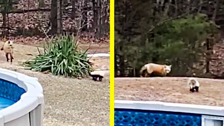 Skunk And Fox Become Unlikely Pals In Backyard Play Session | Country Music Videos