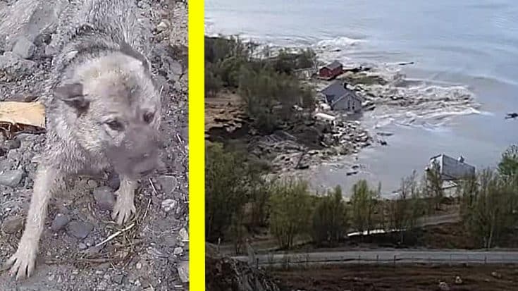 Dog Survives Norway’s Landslide That Swept 8 Homes Into The Sea | Country Music Videos