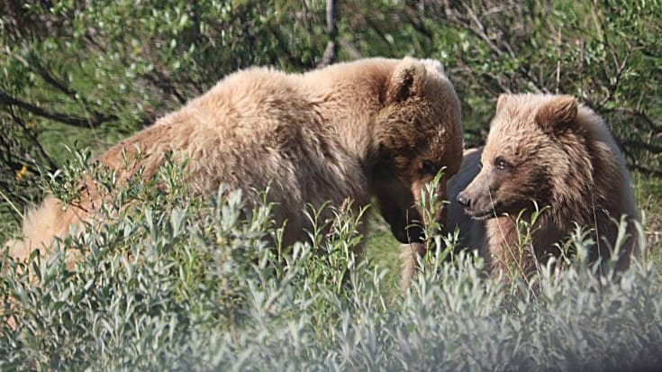 Woman Attacked By Mother Bear Protecting Cub At Yellowstone | Country Music Videos