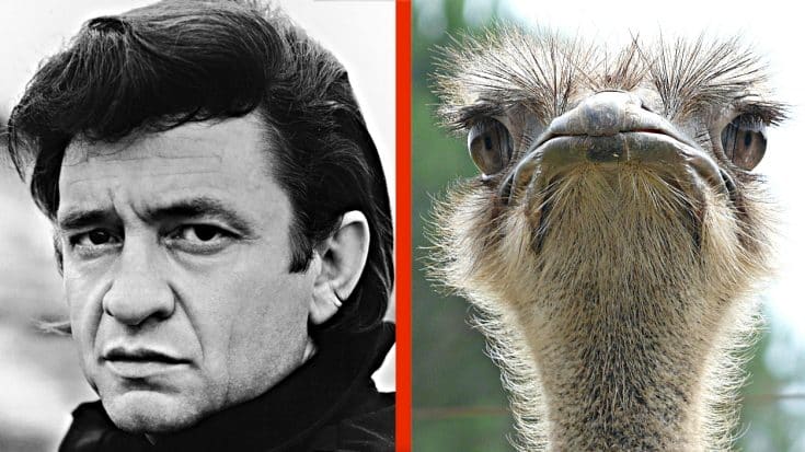 How Johnny Cash Was Once Nearly Killed By His Pet Ostrich | Country Music Videos
