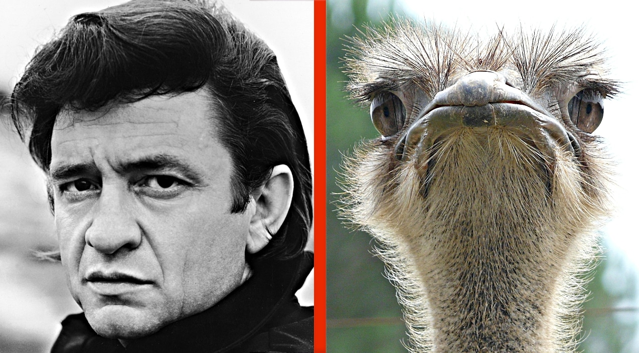 How Johnny Cash Was Once Nearly Killed By His Pet Ostrich Country Rebel - brawl stars ostrich