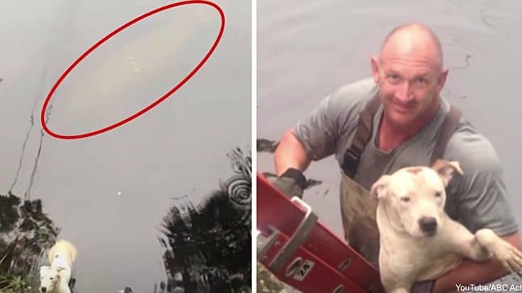 Dog Falls Into River, Manatee Swims With It Until Rescue Arrives | Country Music Videos