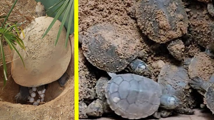 114-Year-Old Zoo Turtle Has 18 New Babies During Lockdown | Country Music Videos