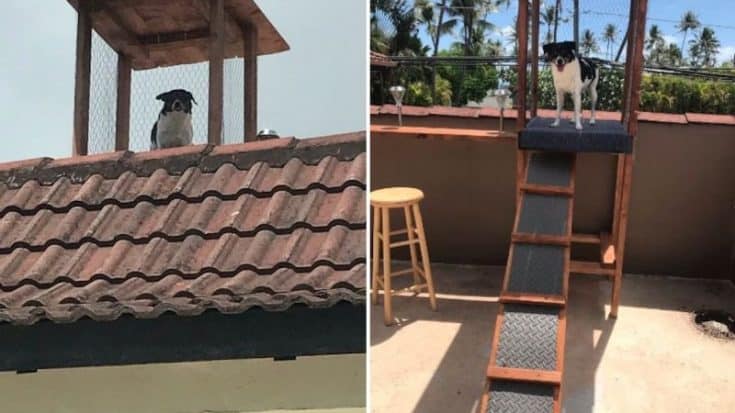 Dog Gets Watchtower Built On Roof To Keep An Eye On The Property | Country Music Videos