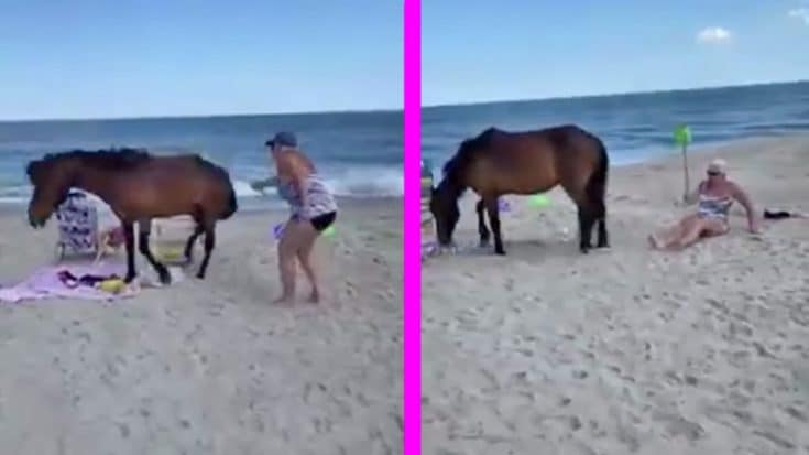 Woman Kicked By Wild Horse After She Hits It With Shovel | Country Music Videos