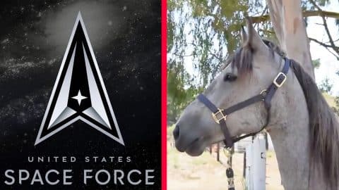 Space Force gets Space Horse