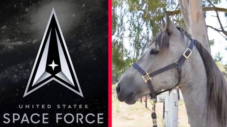 The Newest Addition To The Space Force Is….A Horse? | Country Music Videos
