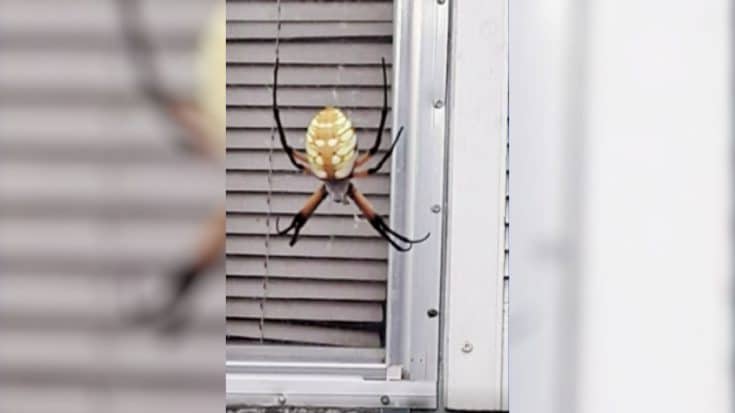 Texas Woman Seeks Help Identifying “Huge” Spider | Country Music Videos