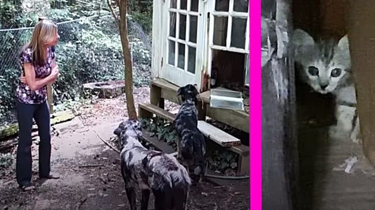 Dogs Chew Through Shed To Alert Owners Stray Kitten Was Inside | Country Music Videos