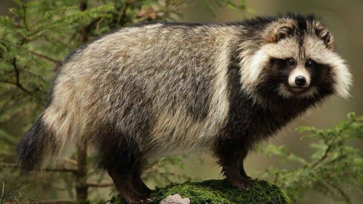 Police Warn Of “Extremely Smelly” Raccoon Dog On The Loose