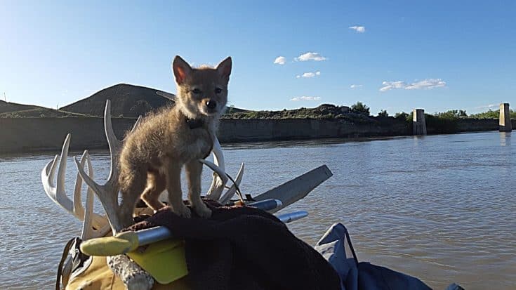 Rafter Rescued Coyote Pup From Drowning & Took It On An Adventure | Country Music Videos