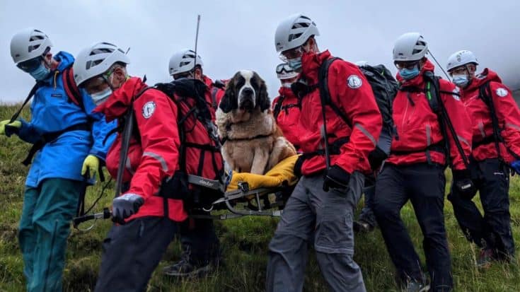 120-Pound Dog Rescued After She Collapsed On Mountain Hiking Trip | Country Music Videos