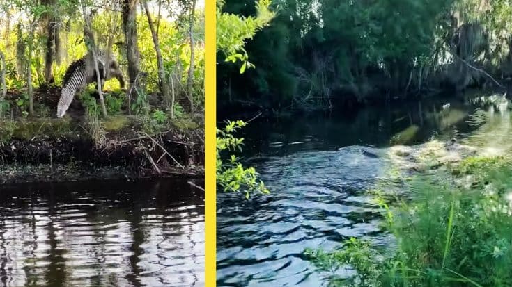 Passerby Catches Alligators Duking It Out In Florida Canal | Country Music Videos