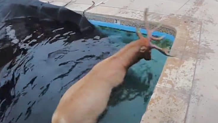 Elk Trapped In Swimming Pool Gets Saved By 2 Officers | Country Music Videos
