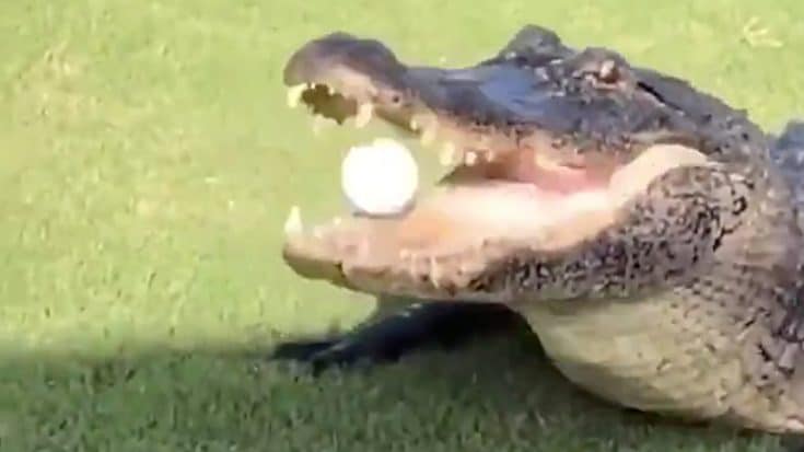 Video Catches Moment Gator Steals Golf Ball Mid-Game | Country Music Videos