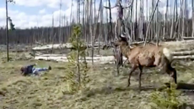 Elk Charges At Yellowstone Tourist After She Ventures Too Close | Country Music Videos