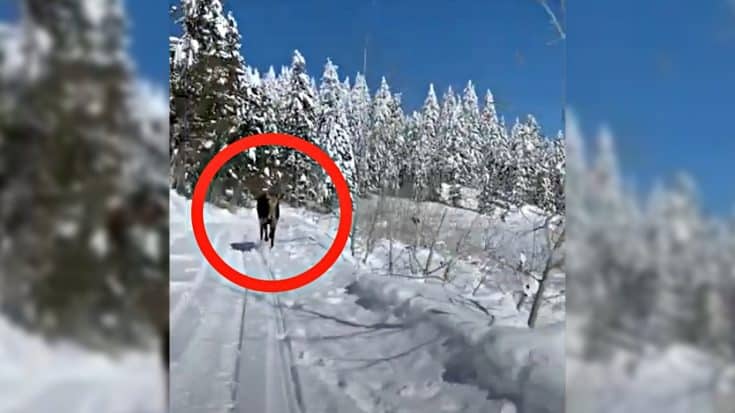 Captured On Camera: Moose Chases Snowmobilers In Yellowstone | Country Music Videos