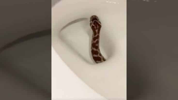 Video Of Snake Slithering Up Toilet Gets Over 2 Million Views | Country Music Videos