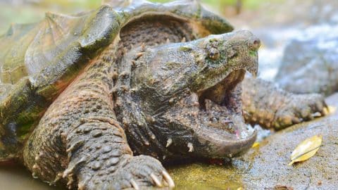 Man Catches 70-Pound Alligator Snapping Turtle With Bare Hands ...