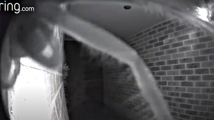 Huntsman Spider Sets Off Doorbell Cam At 2 AM | Country Music Videos