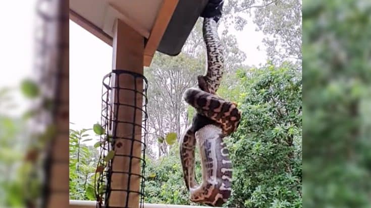 6.5-Foot Python Caught Eating Adult Possum In Australia | Country Music Videos