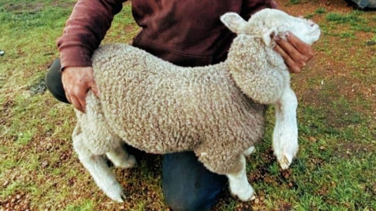 “Rare” 5-Legged Lamb With 6 Feet Found On Australia Farm | Country Music Videos