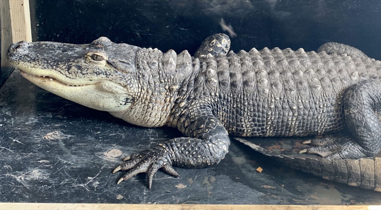 Gator, Gila Monster, Boas & More Seized From Idaho Home