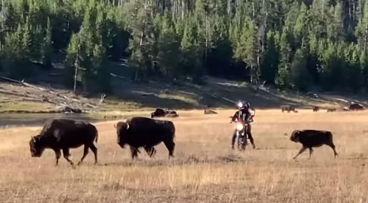 Video: Motorcyclists Harass Bison Herd At Yellowstone | Country Music Videos