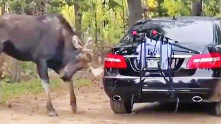 Moose Destroys Parked Car, Man Videos The Attack | Country Music Videos