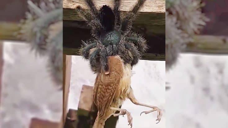 Video: Tarantula Devours Bird Whole | Country Music Videos