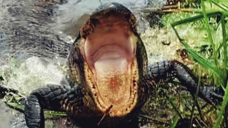 Gator Lunges At Hiker | Country Music Videos