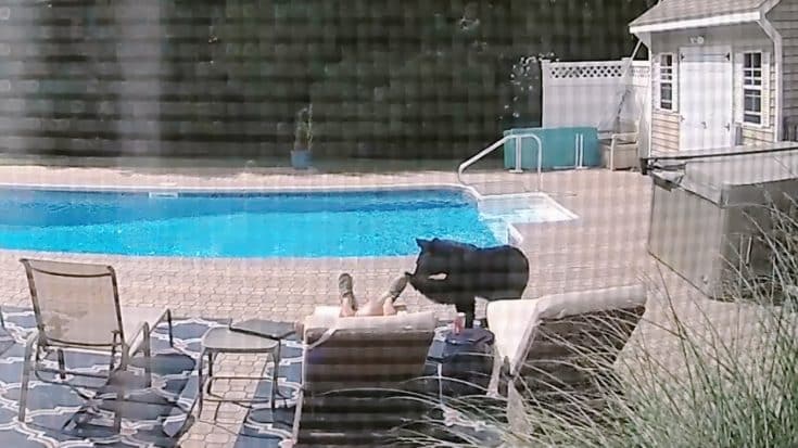 Video: Bear Sneaks Up On Man Sleeping By His Pool | Country Music Videos