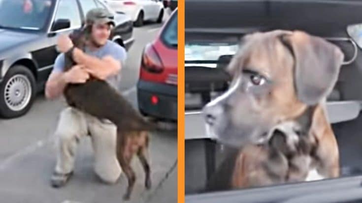 Dog Leaps Out Of Car Upon Seeing Dad’s Return From Deployment | Country Music Videos