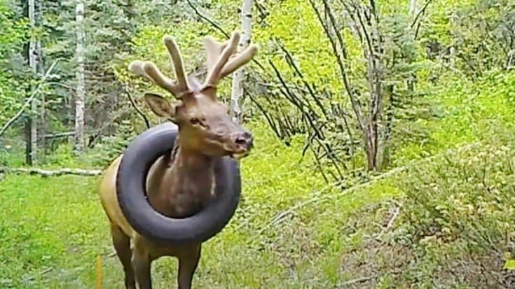 Elk Spotted With Tire Around Neck, Officials Ask For Help | Country Music Videos