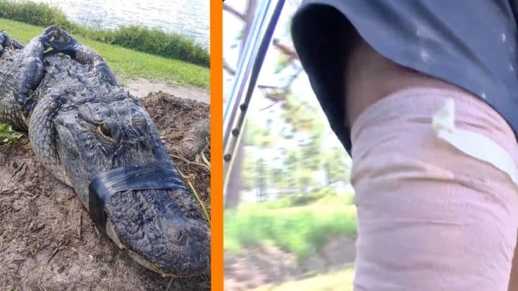 61-Year-Old Man Stuck In Mud Fights Off 9-Foot Gator | Country Music Videos