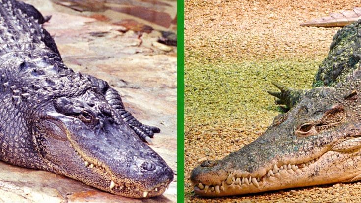 How To Tell The Difference Between Alligators & Crocodiles | Country Music Videos