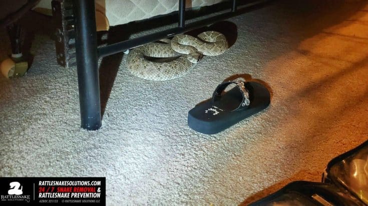 Arizona Resident Finds Pregnant Rattlesnake Under Their Bed | Country Music Videos